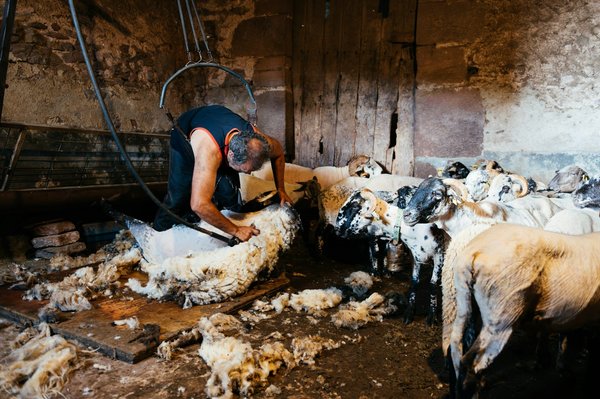 Assurance responsabilité civile professionnelle : le cas des animaux qui travaillent